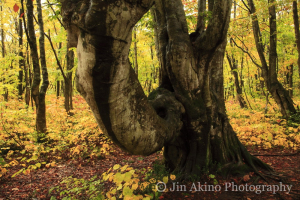 jinakino-japan08