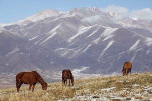 jinakino-silkroad-kyrgyzstan04