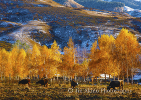jinakino-silkroad-kyrgyzstan06