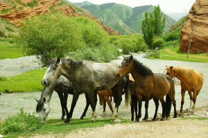 jinakino-silkroad-kyrgyzstan11